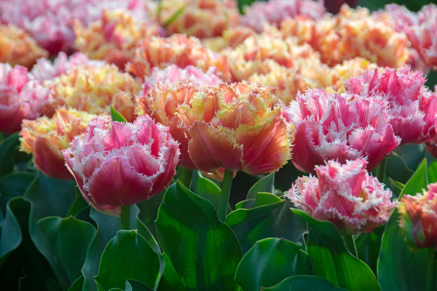 Frynsede tulipaner